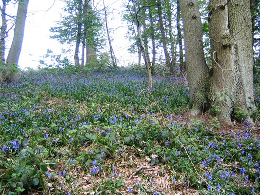 Bluebell wood