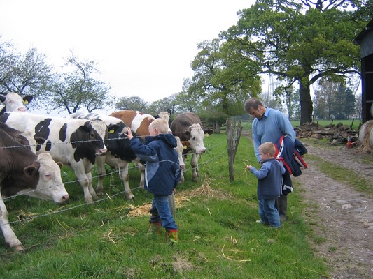 Feeding the animals