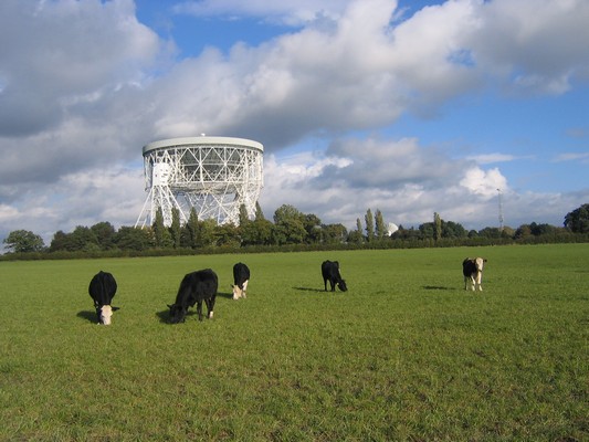 Cattle grazing