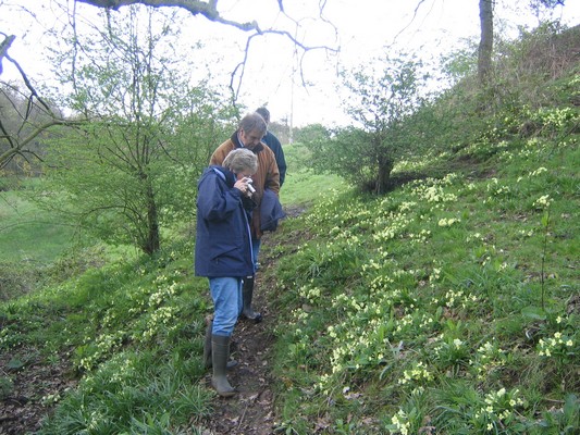 Looking at the primroses